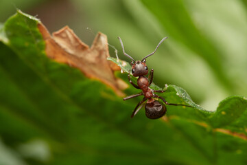 Red wood ant´s in natural environment, Danube forest , Slovakia, Europe
