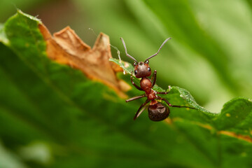 Red wood ant´s in natural environment, Danube forest , Slovakia, Europe