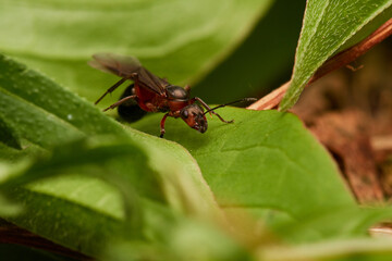 Red wood ant´s in natural environment, Danube forest , Slovakia, Europe