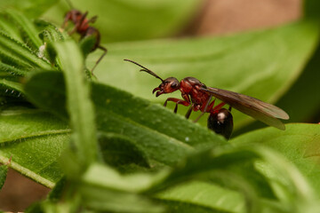 Red wood ant´s in natural environment, Danube forest , Slovakia, Europe