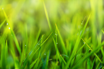 Drops of dew on the beautiful green grass background in the morning.