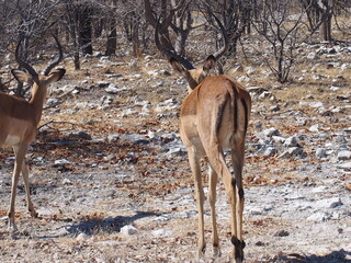 Aepyceros melampus (Impala) in the wild, Etosha National Park, Namibia