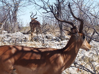 Aepyceros melampus (Impala) in the wild, Etosha National Park, Namibia