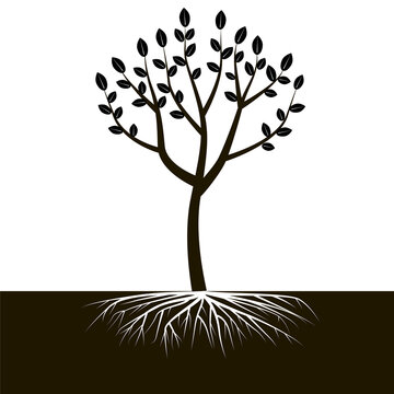 Abstract silhouette of a tree with a root. Black and white image. Vector drawing.