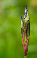 A very beautiful bud and blossom of as lily, an iris, with a colourful light background as a macro, close up