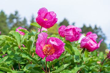 Paeonia daurica in the garden