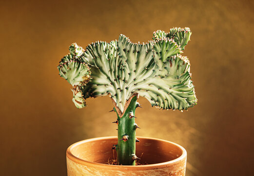 Euphorbia lactea in the pot. Grafted Coral Cactus.