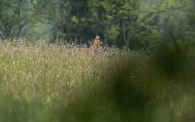 natur, gras, feld, wald, wild lebende tiere, tier, green, deer, landschaft