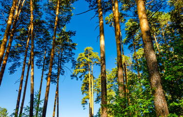 Pine forest illuminated by the sun.