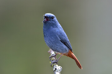 Plumbeous Water Redstart