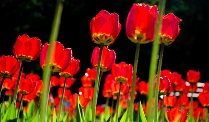 Obraz premium Red tulips close-up on a black background.