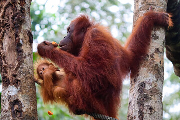 Mother and baby orangutan eating fruits. Female holding the baby. Visible faces. Sarawak, Malaysia, Borneo, South east Asia © Alba