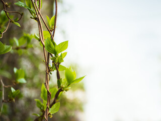 Grapevine branch with green leaves on the left, right place for an inscription.