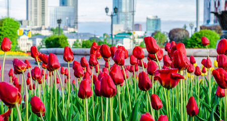 Fototapeta premium Many red tulips in the flower bed in the early morning.