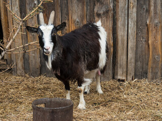 Black-white domestic goat with horns in the pen on the background of a wooden fence.