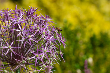 Zierlauch Allium close-up