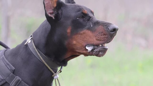 Dog breed Doberman Pinscher, guards the territory and barks at the robber.