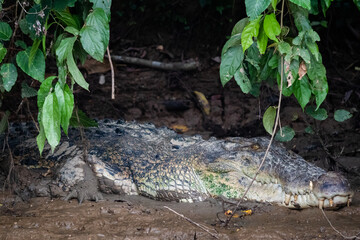 Large salt water wild crocodile hidden behind mangrove trees, resting at the river shore. Full body, adult individual. Kinabatangan river area, Sabah, Borneo, Malaysia, Southeast Asia
