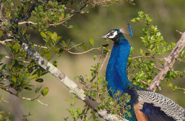 peacock on a branch