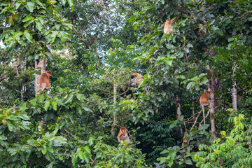 Group of proboscis monkeys hanging on trees of the jungle. Kinabatangan river, Borneo, Malaysia,...