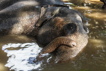 elephant in water bating 
