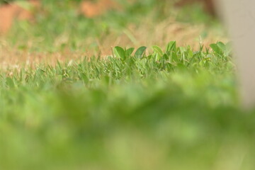 green grass background