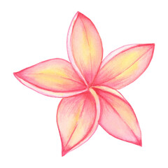 Watercolor hand painted pink flower plumeria frangipani - 353991421