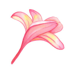 Watercolor hand painted pink flower plumeria frangipani - 353991422
