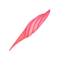 Watercolor hand painted pink flower plumeria frangipani - 353991439