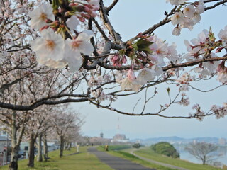 桜並木