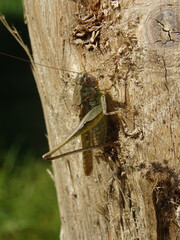 Criquet sur arbre