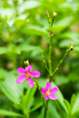 Fototapeta premium Ceylon spinach or waterleaf (Talinum fruticosum)