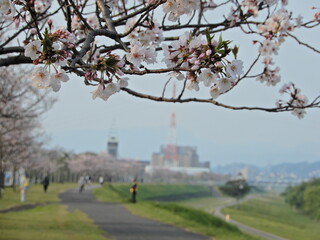 Obraz premium 桜並木