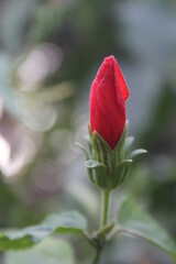 red rose in the garden