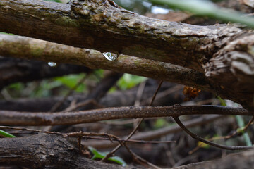 monsoon forest
