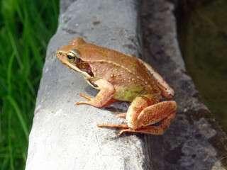 Grenouille