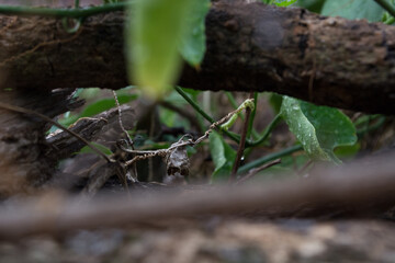monsoon forest