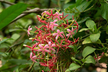 Combretum indicum, also known as the Rangoon creeper or Chinese honeysuckle