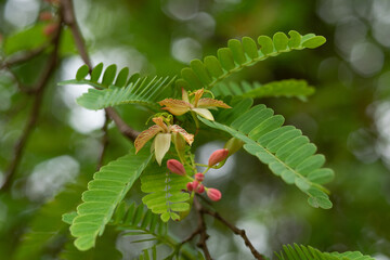 Tamarind flowers are evolving into fruit.