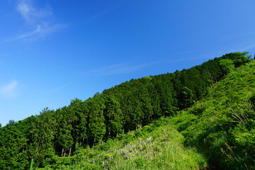 Fototapeta na wymiar 整然と生える杉の木と青空