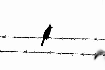 A birds silhouette sitting on a wire . red whiskered bull bull bird