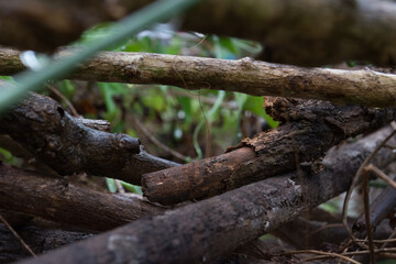 monsoon forest