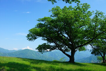 Fototapeta na wymiar 高原に生えた桜の木と山々の景色