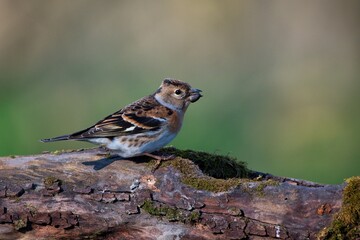 Amazing brambling ,,Fringilla montifringilla,, in Danube wetland forest, Slovakia, Europe