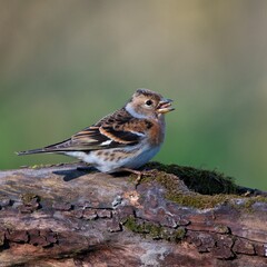 Amazing brambling ,,Fringilla montifringilla,, in Danube wetland forest, Slovakia, Europe