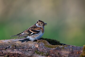 Amazing brambling ,,Fringilla montifringilla,, in Danube wetland forest, Slovakia, Europe