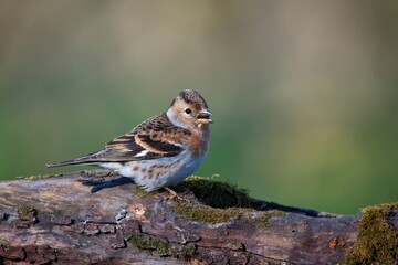 Amazing brambling ,,Fringilla montifringilla,, in Danube wetland forest, Slovakia, Europe