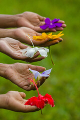 hands of the girl with flowers