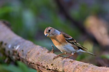 Amazing brambling ,,Fringilla montifringilla,, in Danube wetland forest, Slovakia, Europe