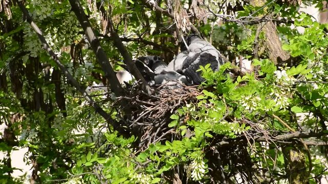 Close-up of the young gray fledged crow young Corvus cornix in May in a nest on the acacia Robinia pseudoacacia in the foothills of the North Caucasus
